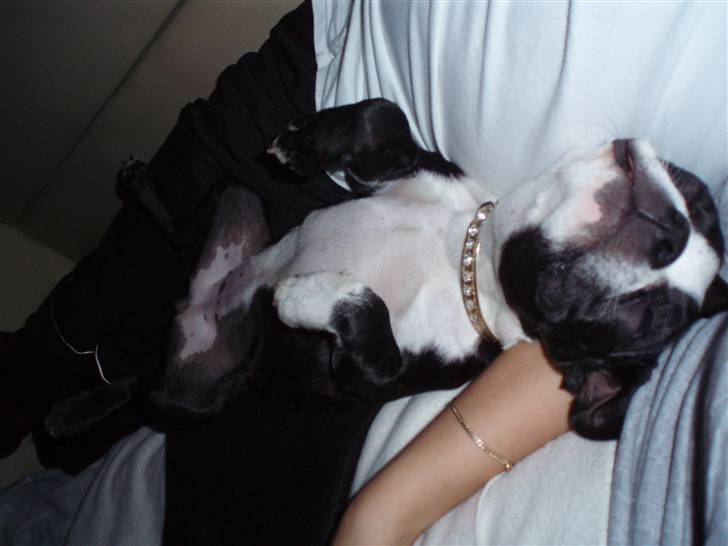 Boston terrier Emma - life is great..... billede 15