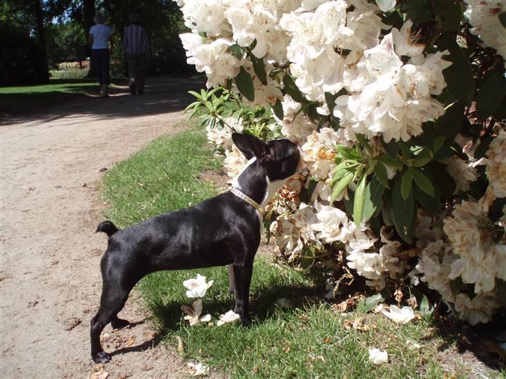 Boston terrier Emma - uhm., ddddduuuuuuuuuffffffffttter dejlig... billede 16