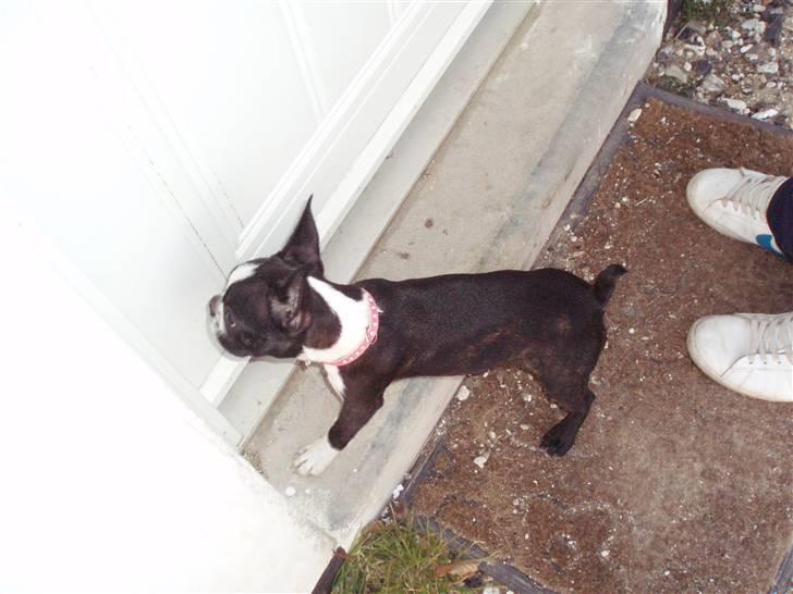 Boston terrier Emma - jeg er klar til at sige pænt goddag!! billede 17