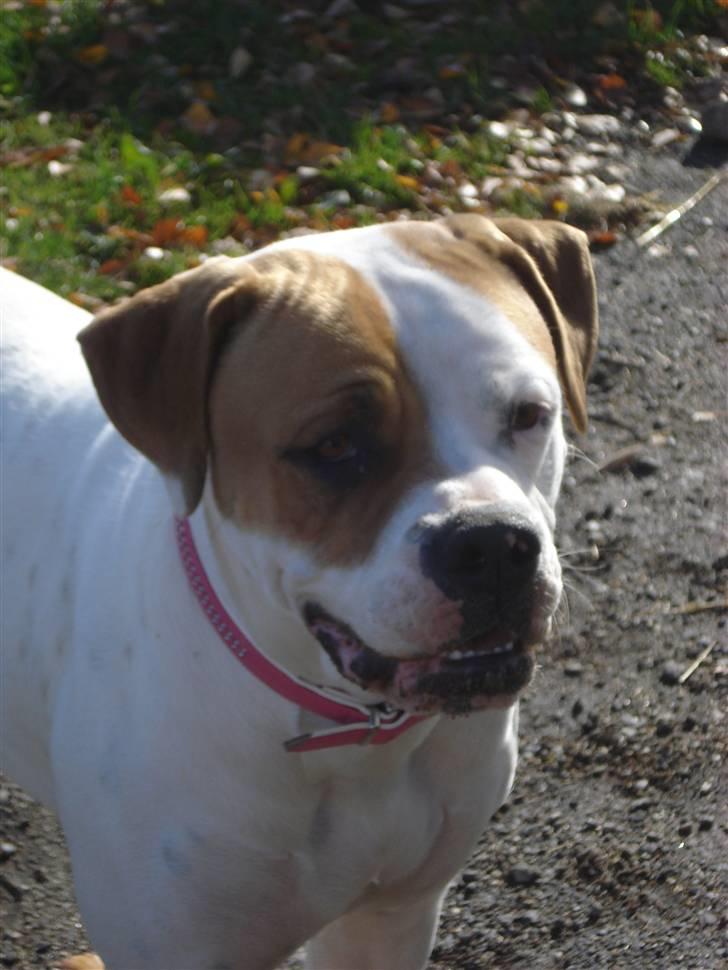 Amerikansk bulldog Chanell billede 1