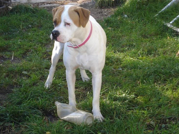 Amerikansk bulldog Chanell billede 2