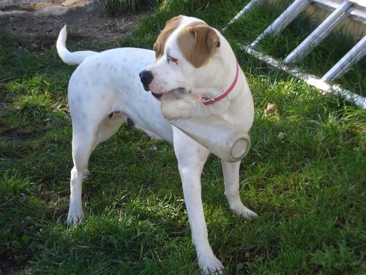 Amerikansk bulldog Chanell billede 3