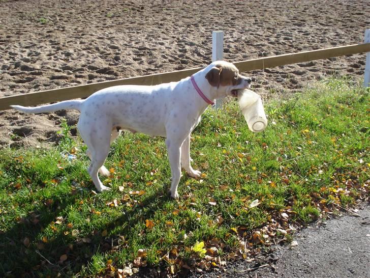 Amerikansk bulldog Chanell billede 4