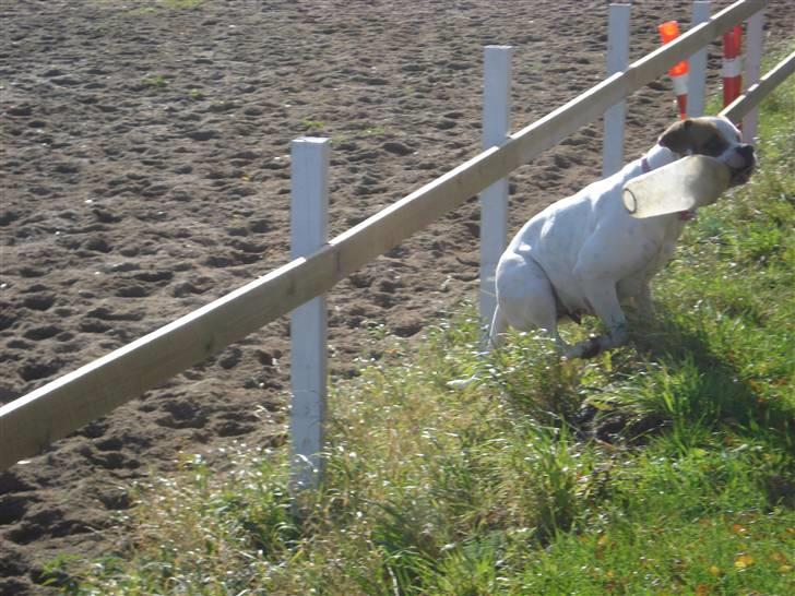 Amerikansk bulldog Chanell billede 5