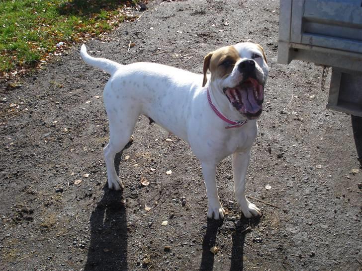 Amerikansk bulldog Chanell billede 6