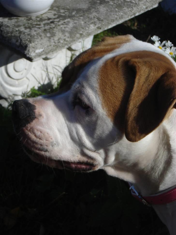 Amerikansk bulldog Chanell billede 7