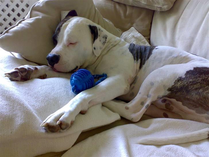 Amerikansk staffordshire terrier Charlie - charlie og hans ynglings bold billede 9