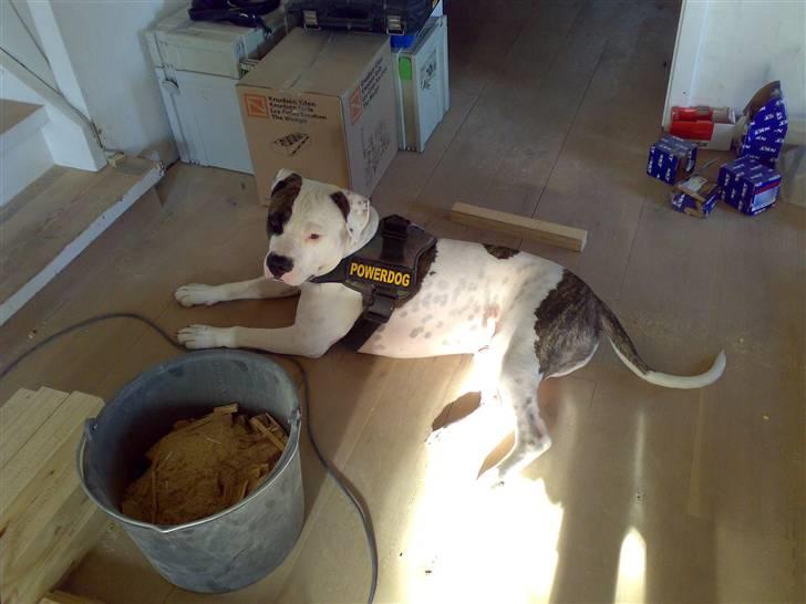 Amerikansk staffordshire terrier Charlie - med på arbejde billede 10