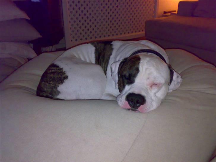 Amerikansk staffordshire terrier Charlie - Aldrig dårligt med en lille lur billede 11