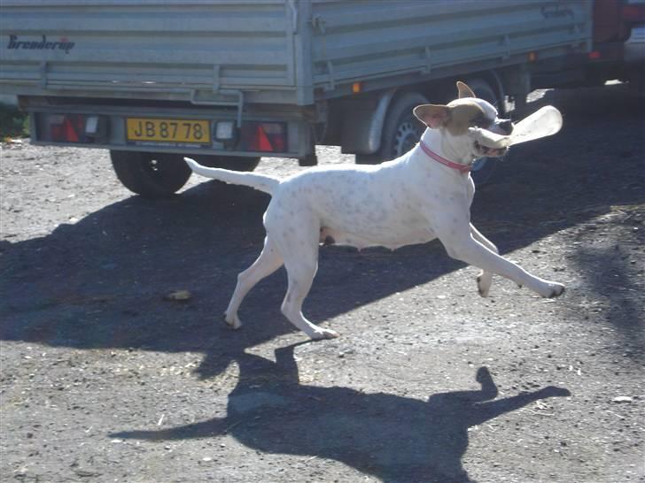 Amerikansk bulldog Chanell billede 9