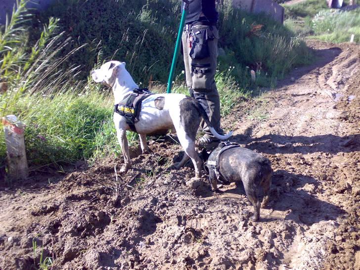 Amerikansk staffordshire terrier Charlie - med på crossbanen  billede 12