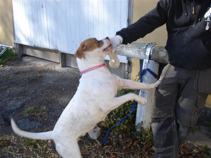 Amerikansk bulldog Chanell billede 10