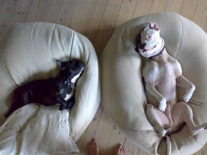 Fransk bulldog Monty - her tager vi lige en slapper billede 9