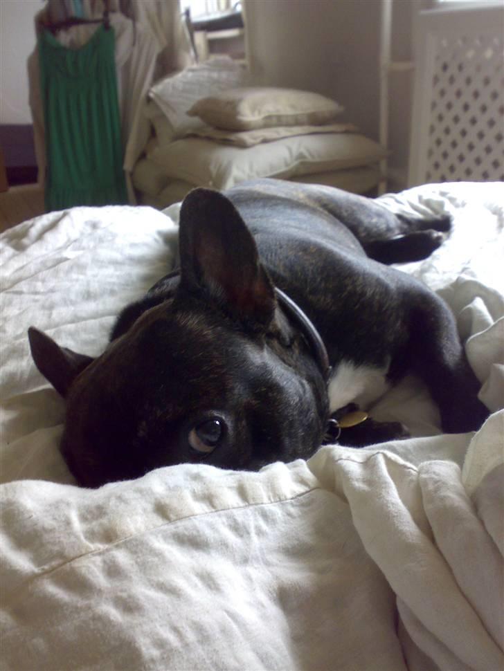 Fransk bulldog Monty - jeg er da altid artig billede 10