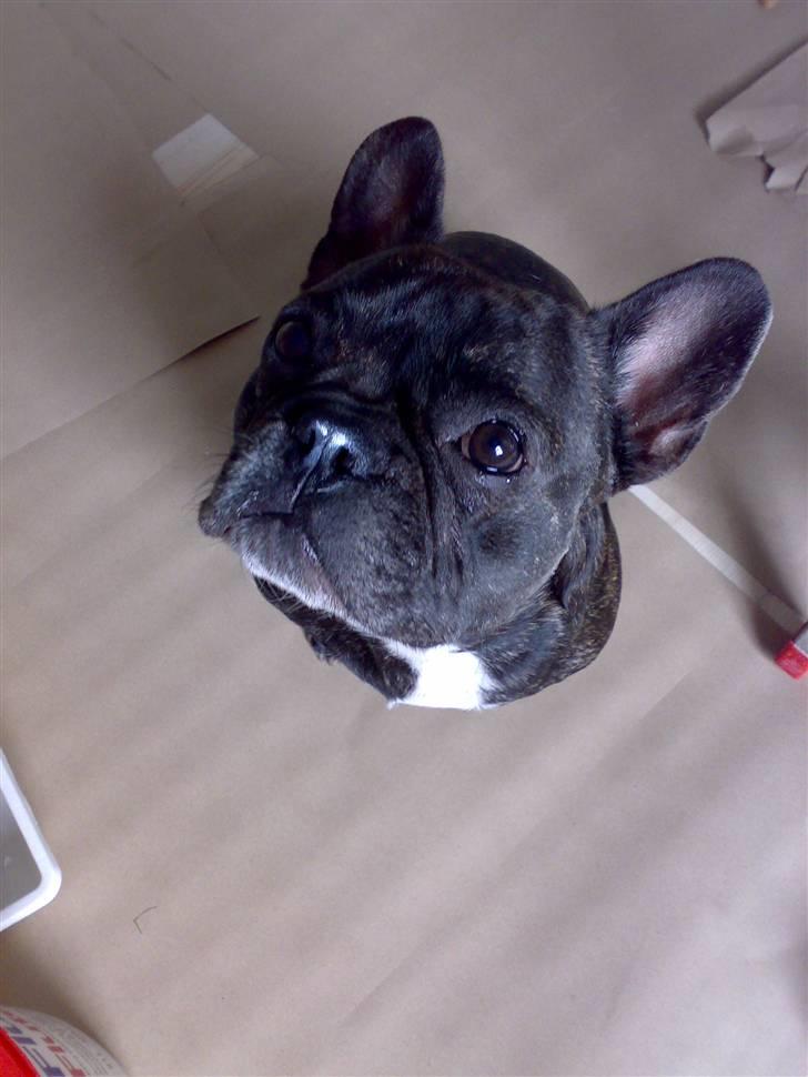 Fransk bulldog Monty - Monty var lige lidt nysgerrig da mor sku male billede 11