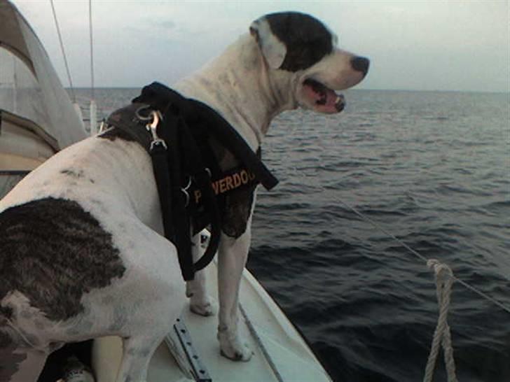 Amerikansk staffordshire terrier Charlie - kaptajn charlie billede 13