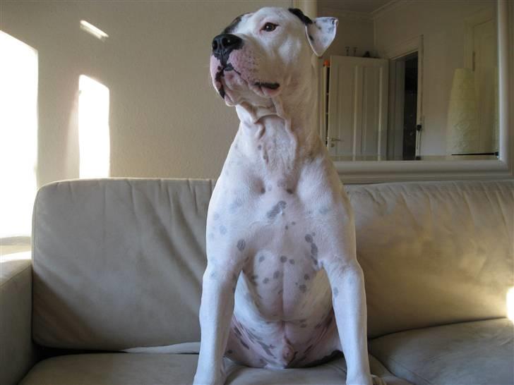 Amerikansk staffordshire terrier Charlie - jeg kan da godt lige posere billede 14