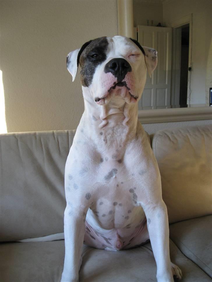 Amerikansk staffordshire terrier Charlie - charlie charmer lige igen billede 15