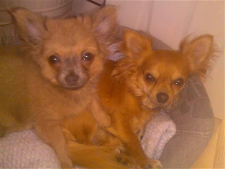 Chihuahua Dolph billede 5