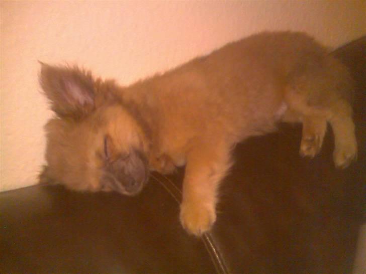 Chihuahua Dolph - Dejligt med en bred sofaryg billede 6