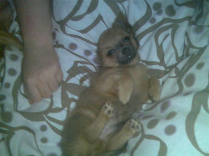 Chihuahua Dolph billede 7