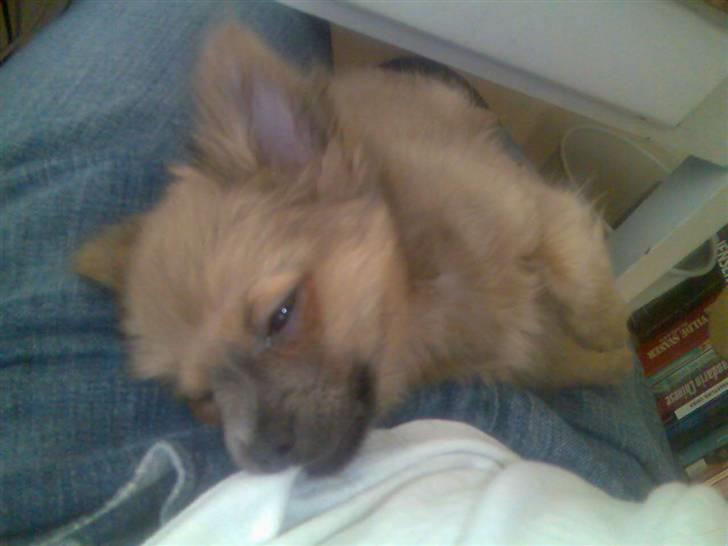 Chihuahua Dolph billede 8