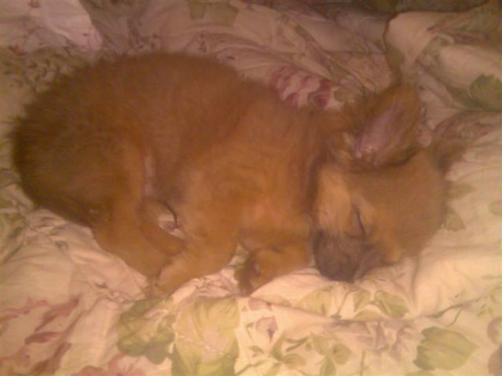 Chihuahua Dolph - Baby mig.. billede 9