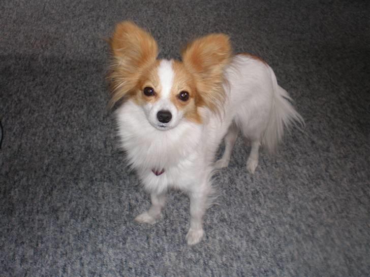 Papillon Chili - chili 2 år billede 3