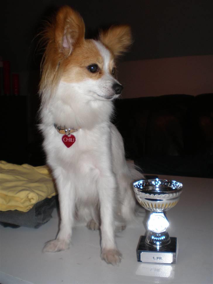 Papillon Chili - 1. præmie på udstilling marts 2009 billede 4