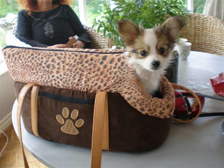 Papillon Chili billede 5