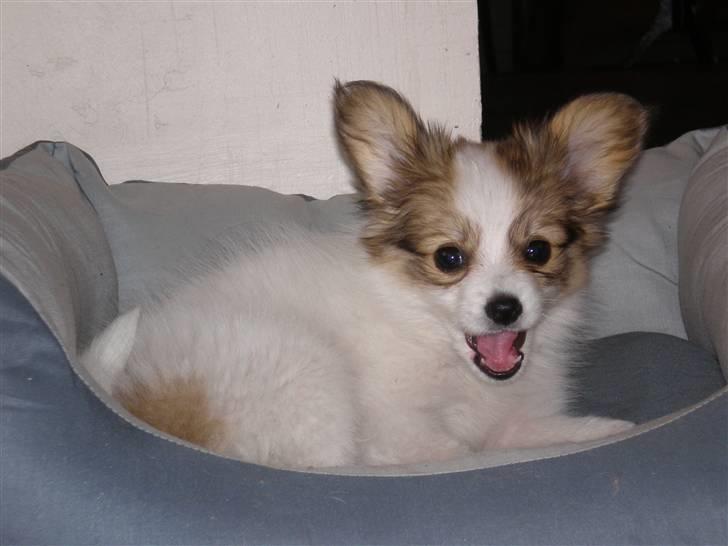 Papillon Chili billede 6