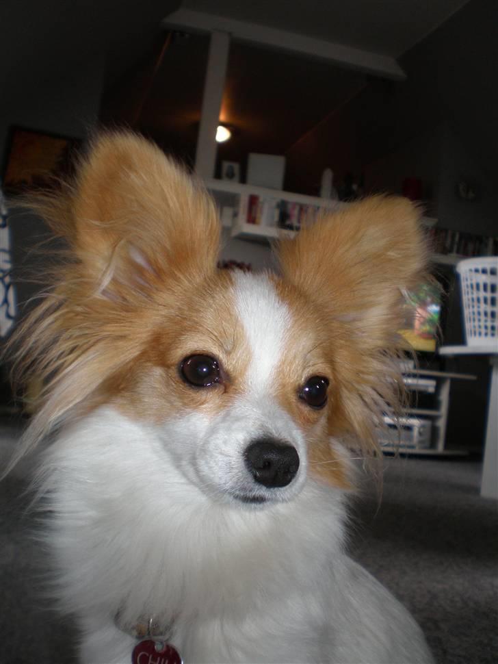 Papillon Chili billede 7