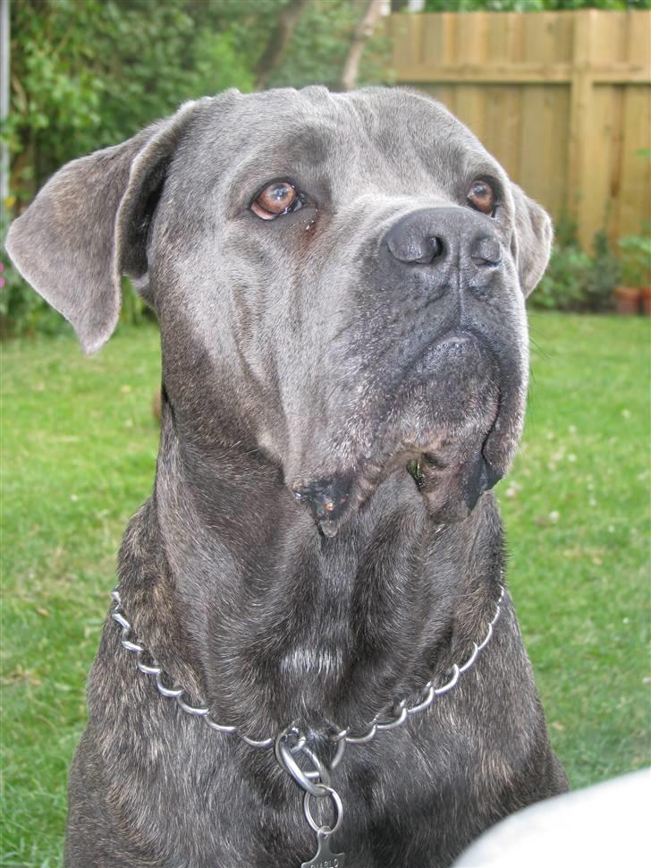 Cane corso  - DIABLO - R.I.P - Mig der tigger grillmad.... :-) billede 12
