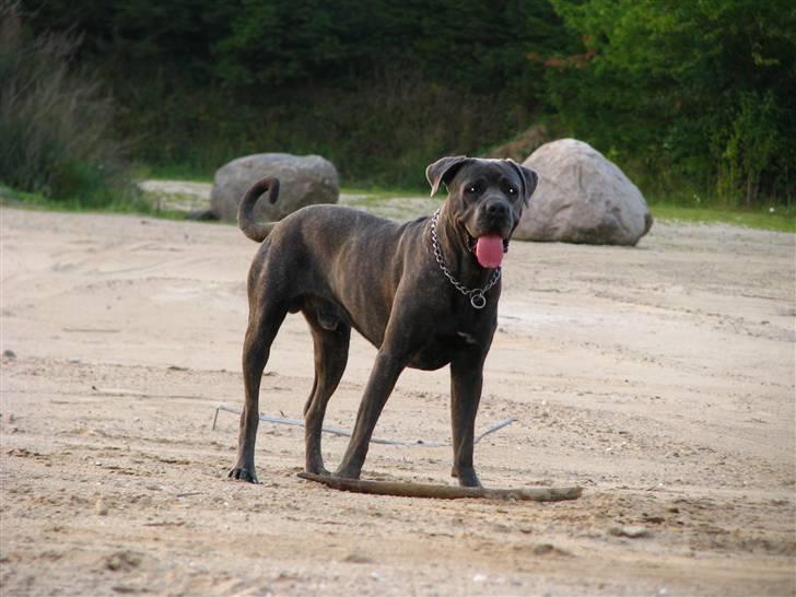 Cane corso  - DIABLO - R.I.P - I grusgraven.. billede 13