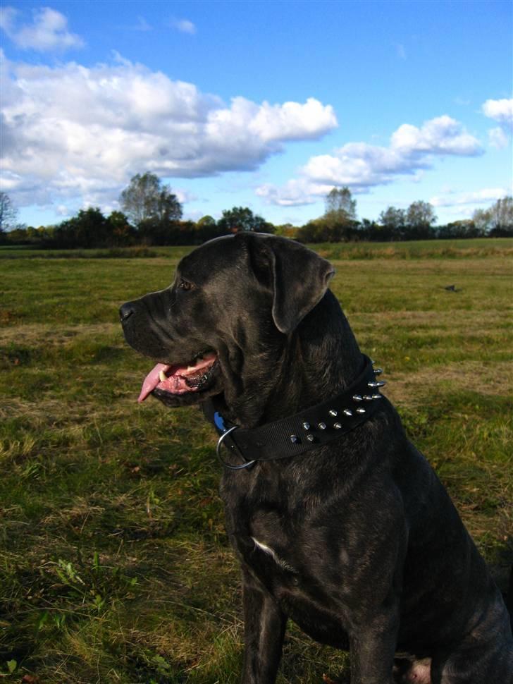 Cane corso  - DIABLO - R.I.P - På marken med far... billede 14