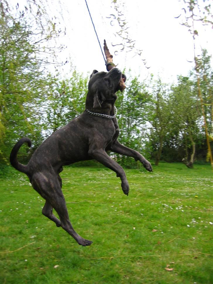 Cane corso  - DIABLO - R.I.P - Diablo i luften!!!!!!!!! billede 16