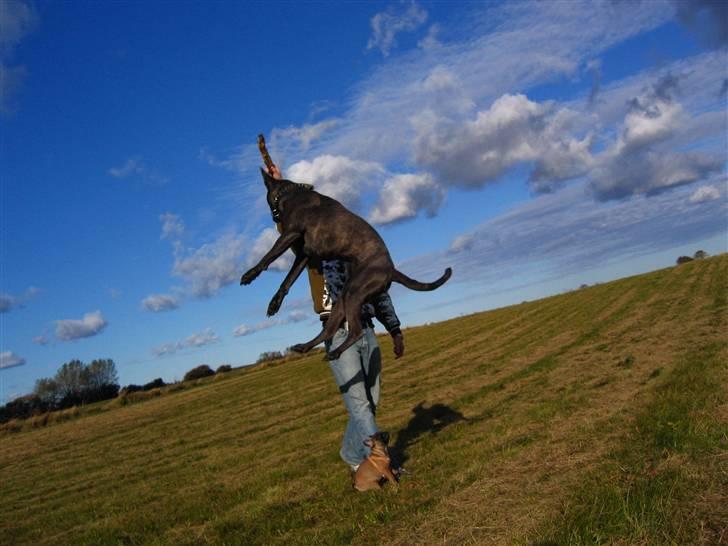 Cane corso  - DIABLO - R.I.P - På marken med far... billede 17