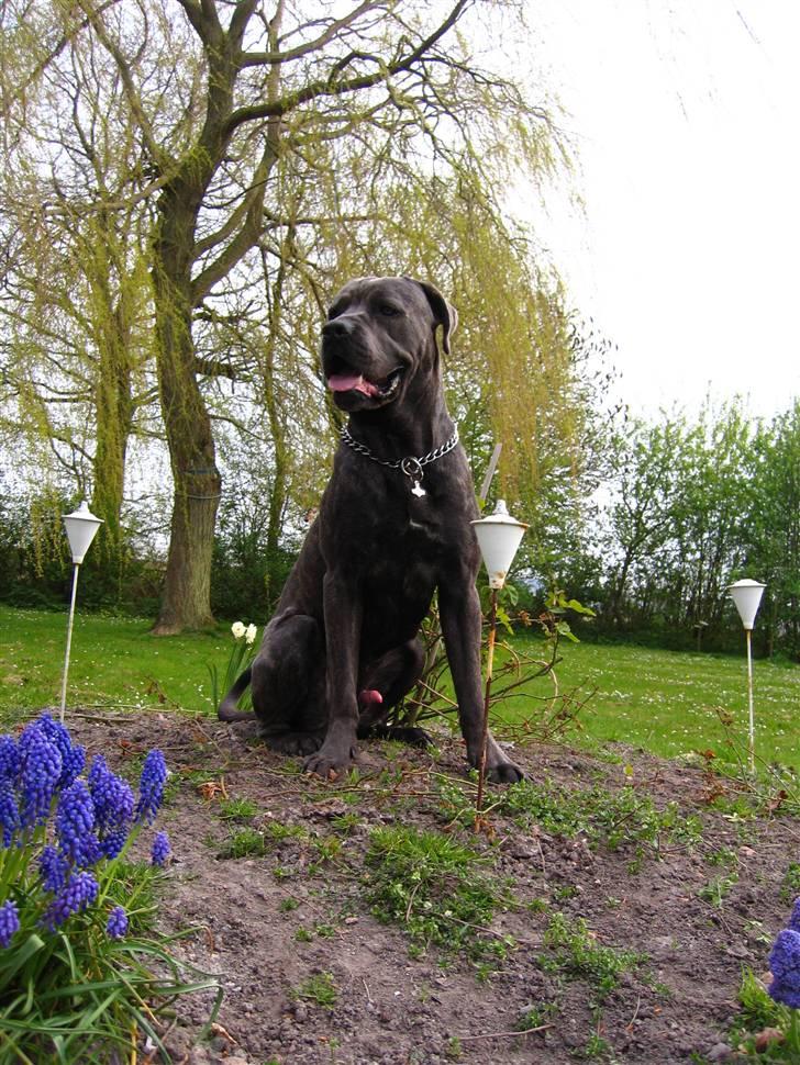 Cane corso  - DIABLO - R.I.P - Kongen på bakken... billede 18