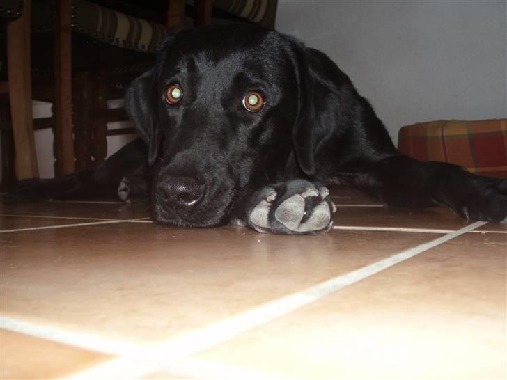 Labrador retriever Freja RIP billede 11