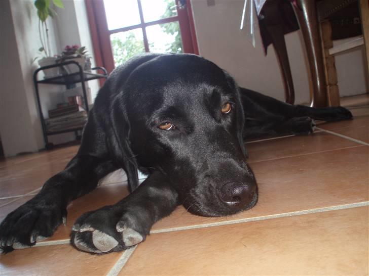 Labrador retriever Freja RIP billede 12