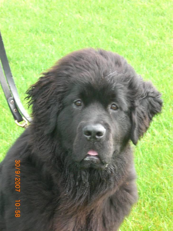 Newfoundlænder Olga - En dejlig newfhvalp, klar til lydighed billede 1