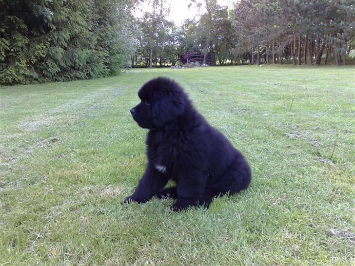 Newfoundlænder Olga - Goddag store verden billede 2