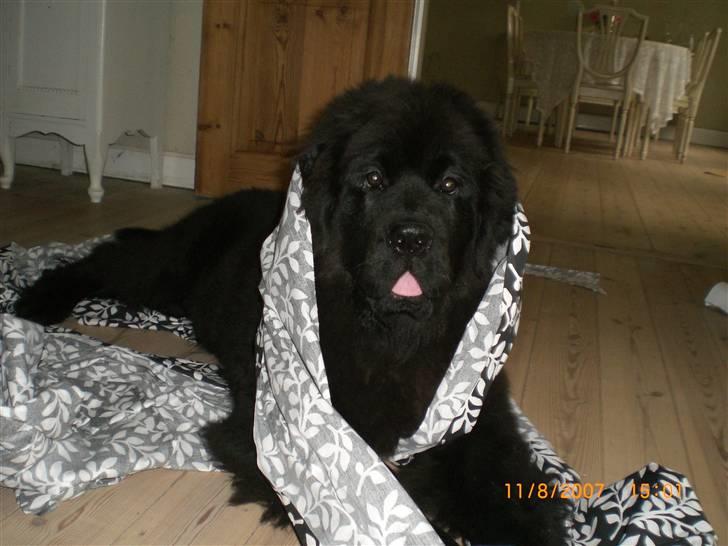 Newfoundlænder Olga - Jeg hjælper lige med at sy puder:) billede 3