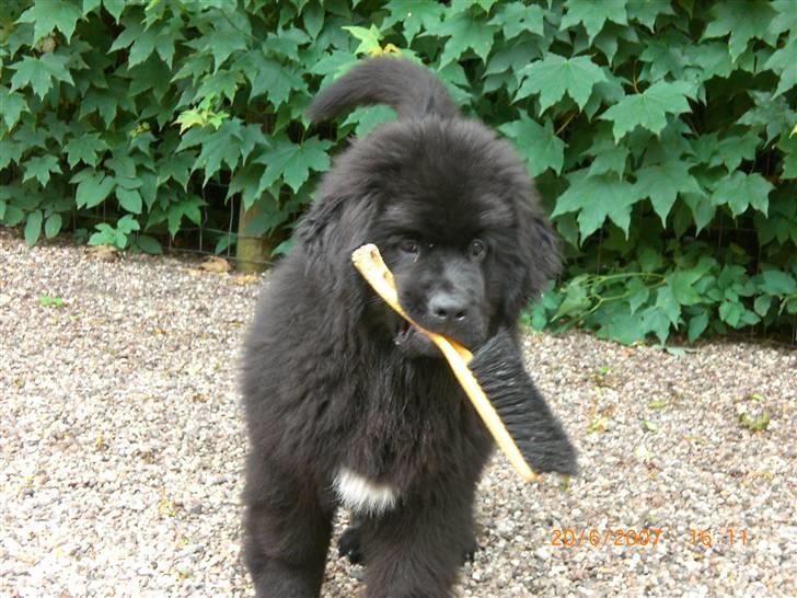 Newfoundlænder Olga - Mit bedste babylegetøj billede 4