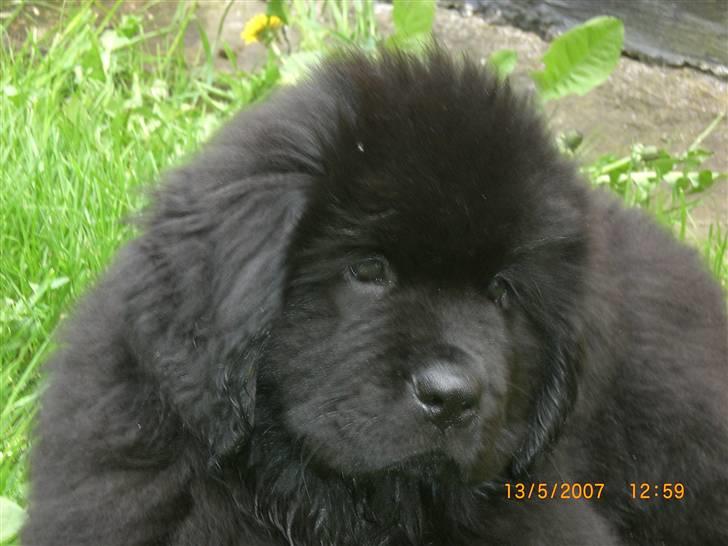 Newfoundlænder Olga - Smuk og dejlig billede 5