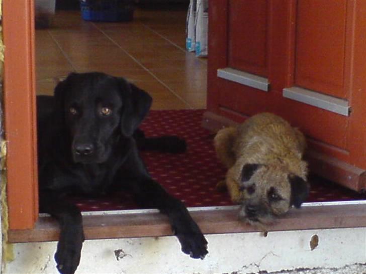 Border terrier Lykke (mors) billede 3