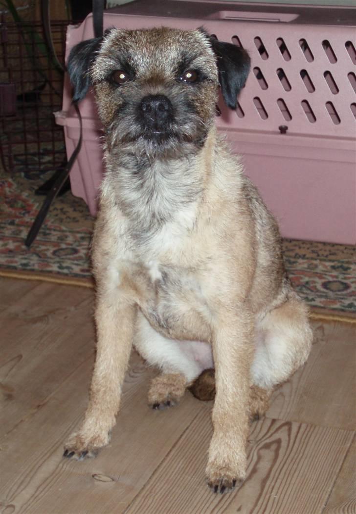 Border terrier Lykke (mors) billede 4