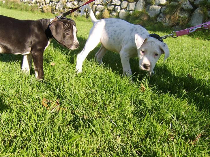 Blanding af racer Amira *R.I.P.* billede 13