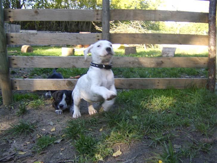 Blanding af racer Amira *R.I.P.* billede 14