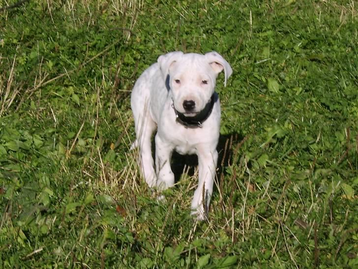 Blanding af racer Amira *R.I.P.* billede 15